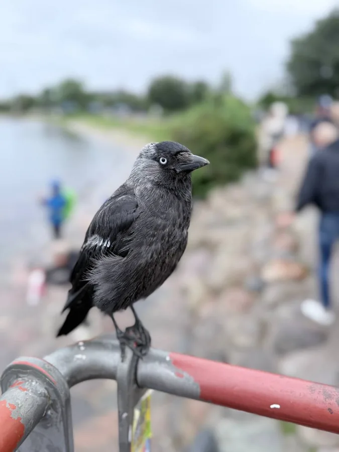 A Jackdaw perched on a red and grey metal railing, looking curiously at the camera with its pale eye visible, blurred harbour and people in background